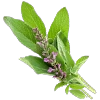 Sage Leaves